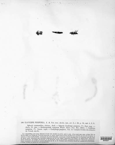 Claviceps purpurea image